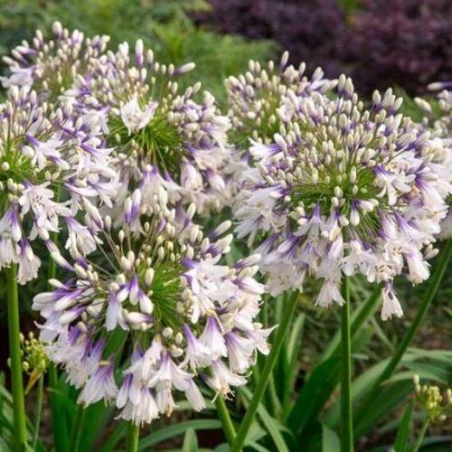 Agapanthus africanus 'Fireworks'