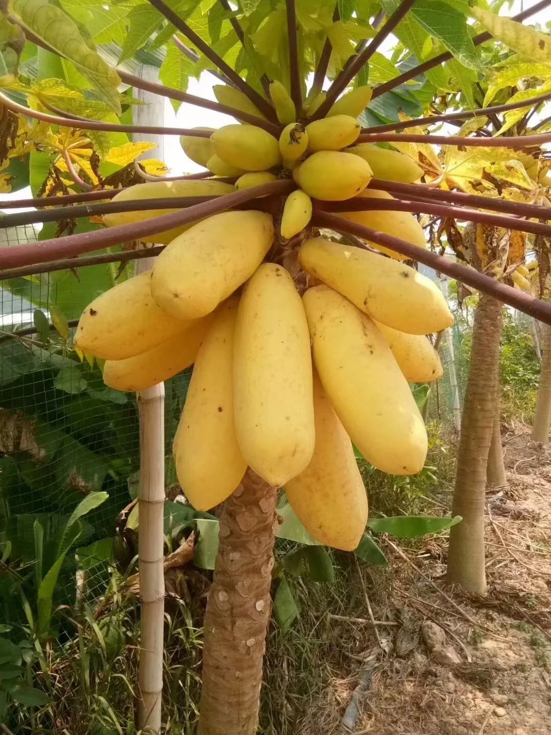 GOLDEN CREAM PAPAYA SAMEN