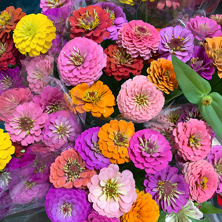 🌺 Doppelte Zinniensamen in gemischten Farben