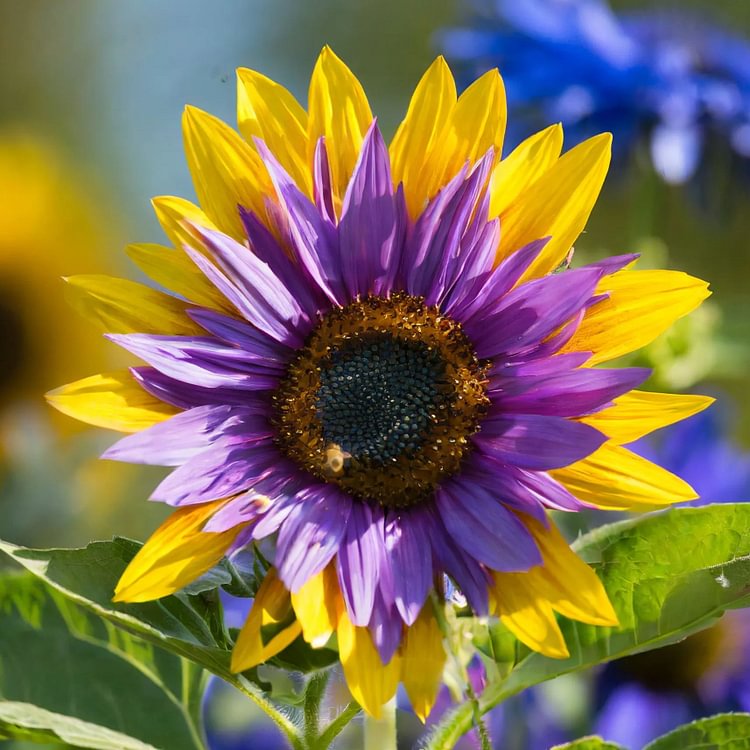 🌻Gemischte Sonnenblumensamen in großen Mengen zum Anpflanzen von Erbstücken im Freien, gentechnikfrei