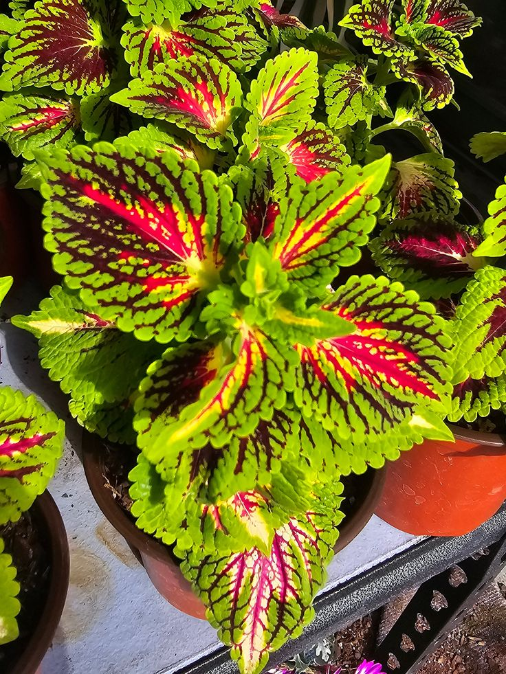 🌿FROSTBESTÄNDIGER COLEUS IN SELTENEN FARBEN – ERHELLEN SIE IHREN RAUM MIT EINZIGARTIGEM LAUB 🌿