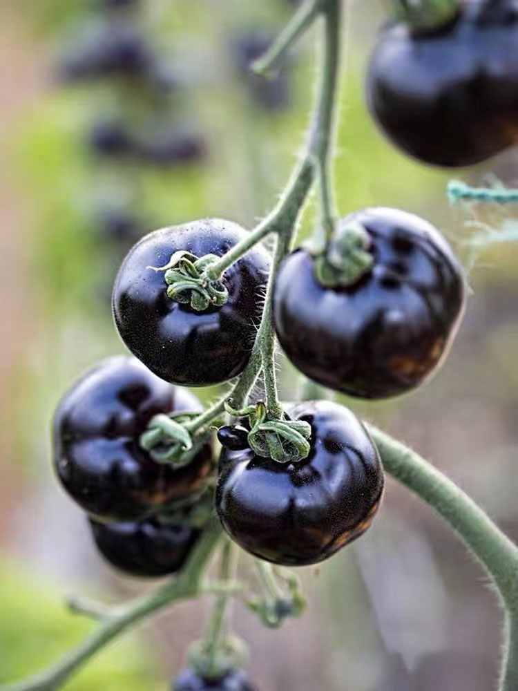 SCHWARZE EDELSTEINTOMATE DER ZUCKERBOMBE