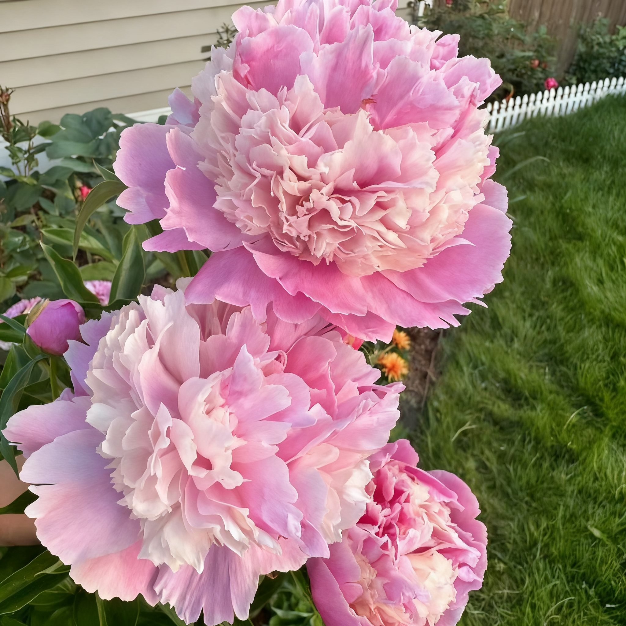 🔥LETZTER TAG 49 % RABATT🌺DIE KÖNIGIN DER BLUMEN – DOPPELT BLÄTTERBLÄTTERIGE PIANI