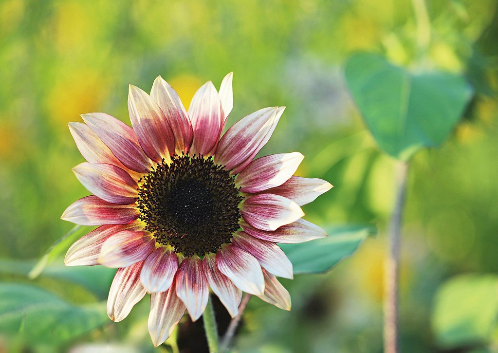 100 Stück Strawberry Blonde Hybrid-Sonnenblumenkerne