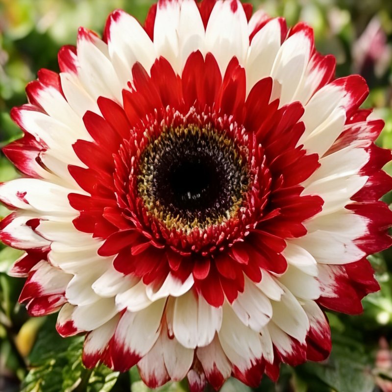 🔥Sonderangebot🌻 Premium-Sonnenblumenkerne-Kollektion ✨