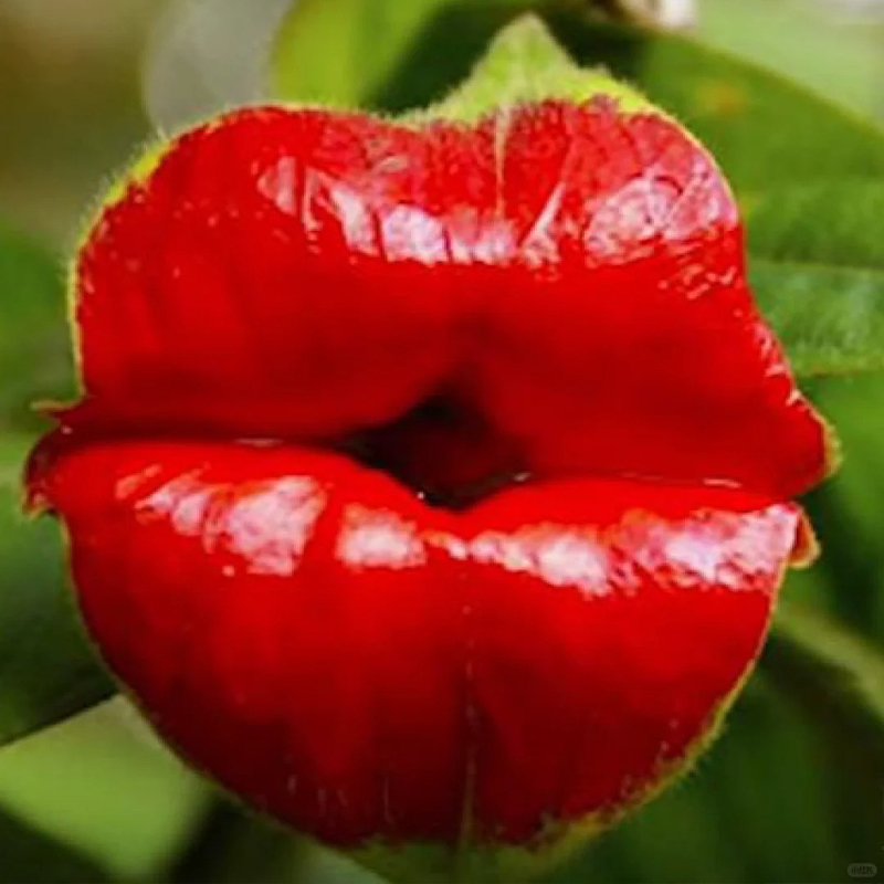 Psychotria Elata