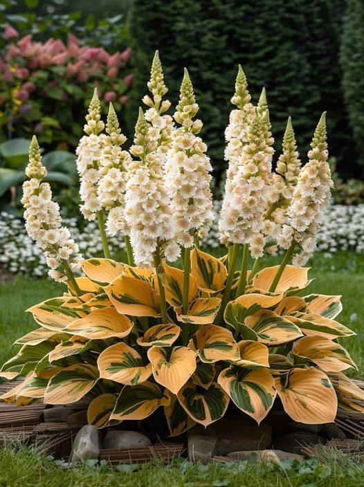 THE RESILIENT BEAUTY: SHADE-TOLERANT AND COLD-HARDY HOSTA FLOWERS