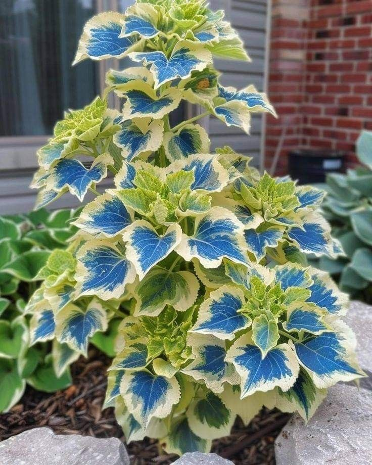 🌿FROSTBESTÄNDIGER COLEUS IN SELTENEN FARBEN – ERHELLEN SIE IHREN RAUM MIT EINZIGARTIGEM LAUB 🌿