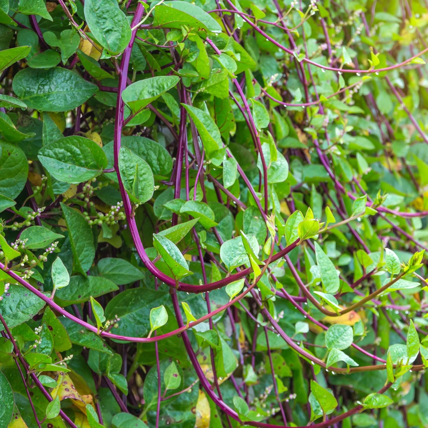 RIESEN MALABAR SPINAT