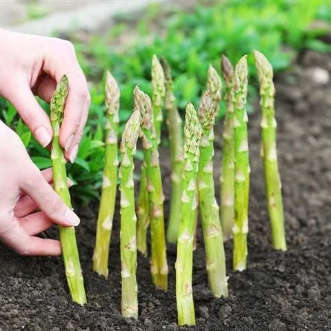 ASPARAGUS MARY WASHINGTON VEGETABLE SEEDS-FOUR SEASONS