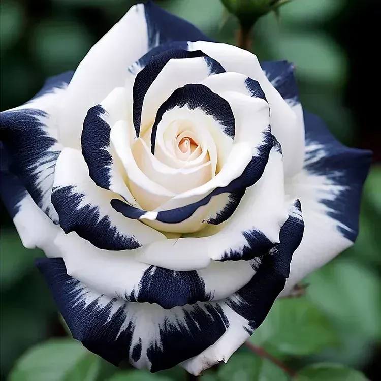 💙Blue Enchantress Mix Blaue Rosensamen✨