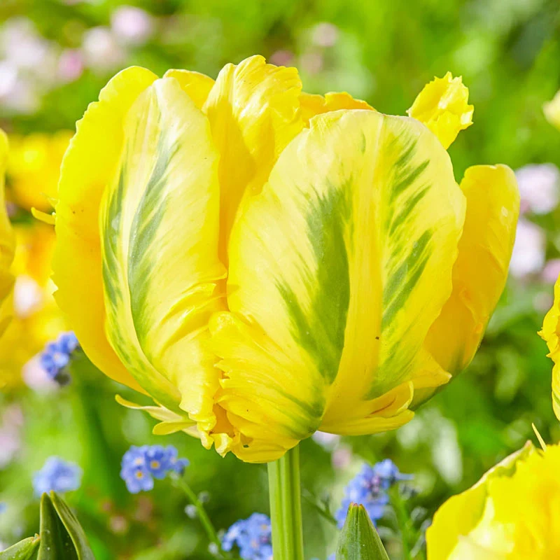 🌷Double  Feather Tulips Bulbs