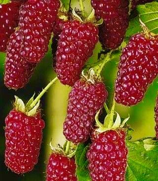 Tayberry Seeds