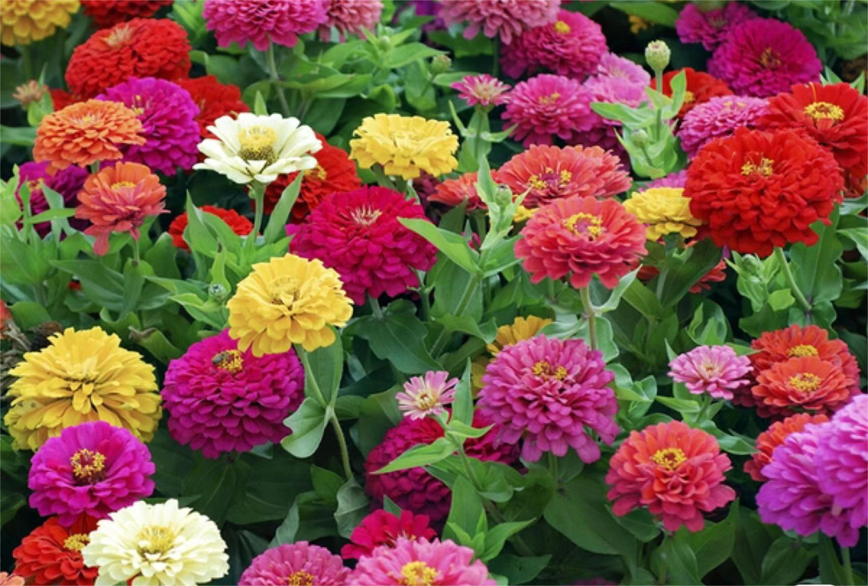 GEMISCHTE FARBZINNIEN-BLUMENSAMEN – DIE FARBENFROHE OASE IHRES GARTENS