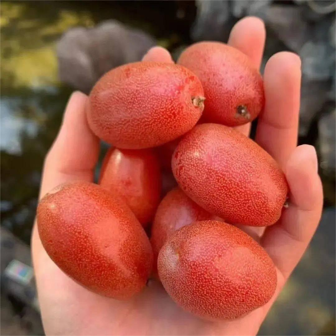 Elaeagnus conferta Samen