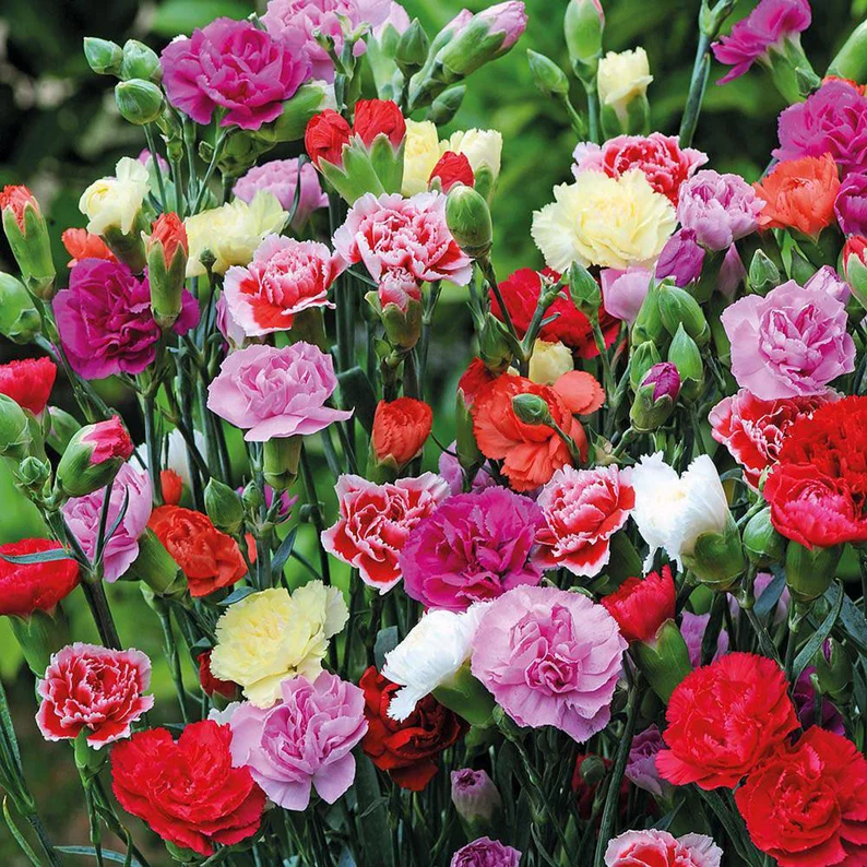 Gemischte gefüllte Nelkensamen