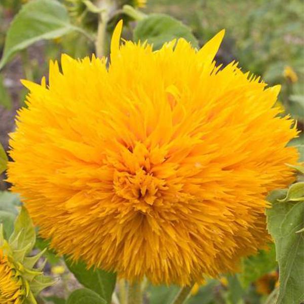 50 Samen Teddybär Sonnenblume