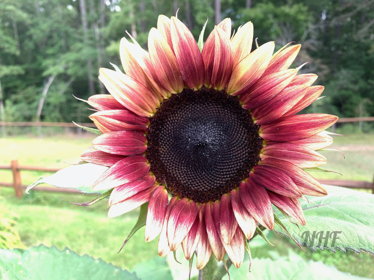 100 Stück Strawberry Blonde Hybrid-Sonnenblumenkerne