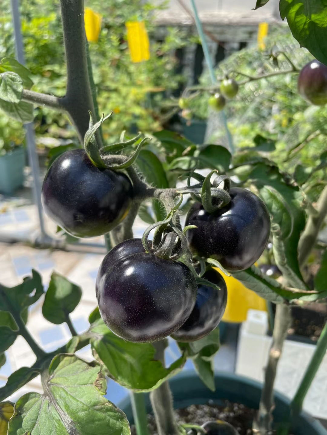 SCHWARZE EDELSTEINTOMATE DER ZUCKERBOMBE