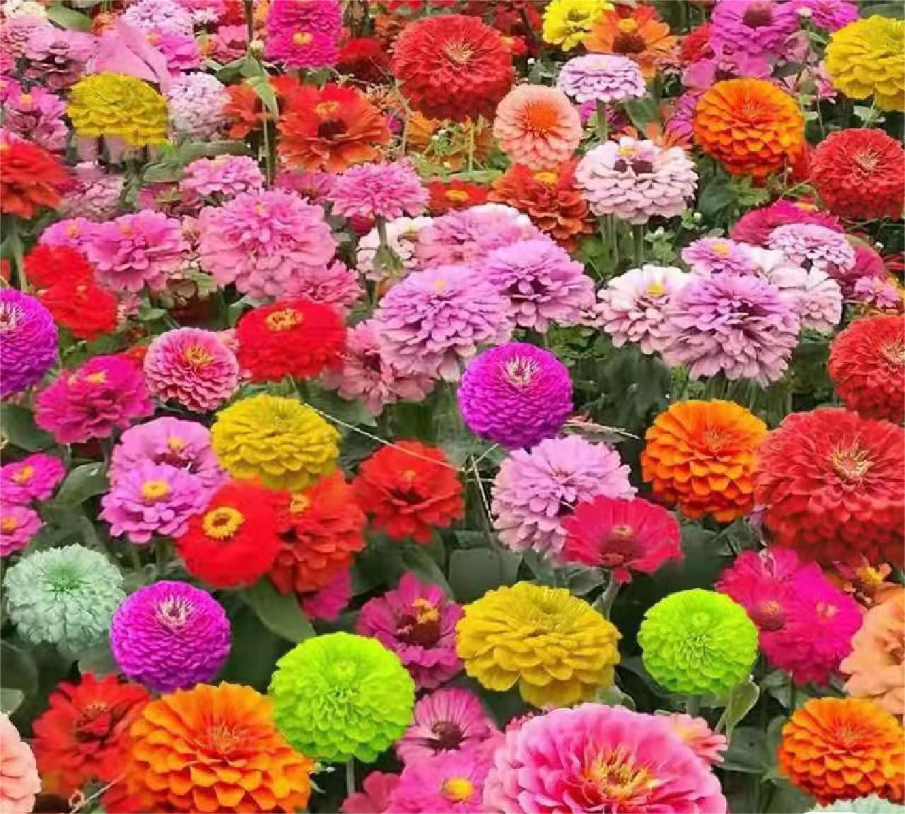 GEMISCHTE FARBZINNIEN-BLUMENSAMEN – DIE FARBENFROHE OASE IHRES GARTENS
