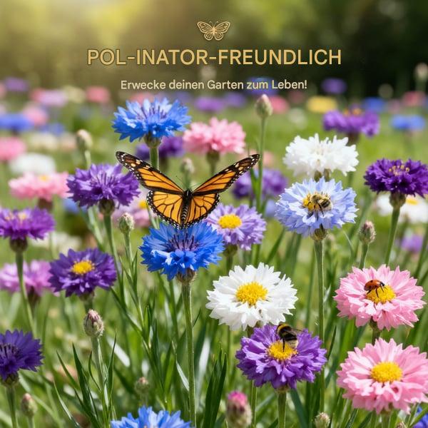 🌱Premium-Kornblumensamen – Die „unaufhaltsame“ Wildblume, die überall wächst