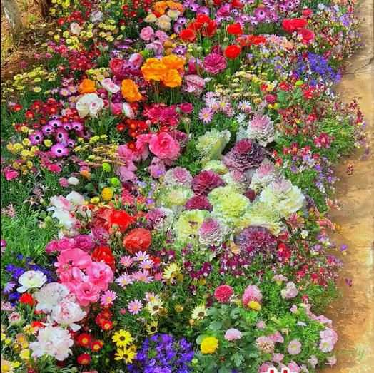 Mixed Perennial Flowers Seeds-Over 50 kinds mixed