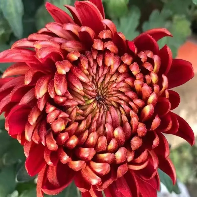 ✨ Ausgewählte Rare Chrysanthemen Seed Blind Box 🧃-- Voller Überraschungen und unerwarteter Ereignisse 💖