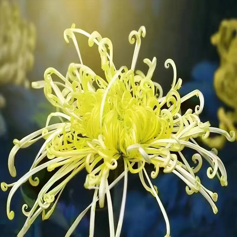 ✨ Ausgewählte Rare Chrysanthemen Seed Blind Box 🧃-- Voller Überraschungen und unerwarteter Ereignisse 💖
