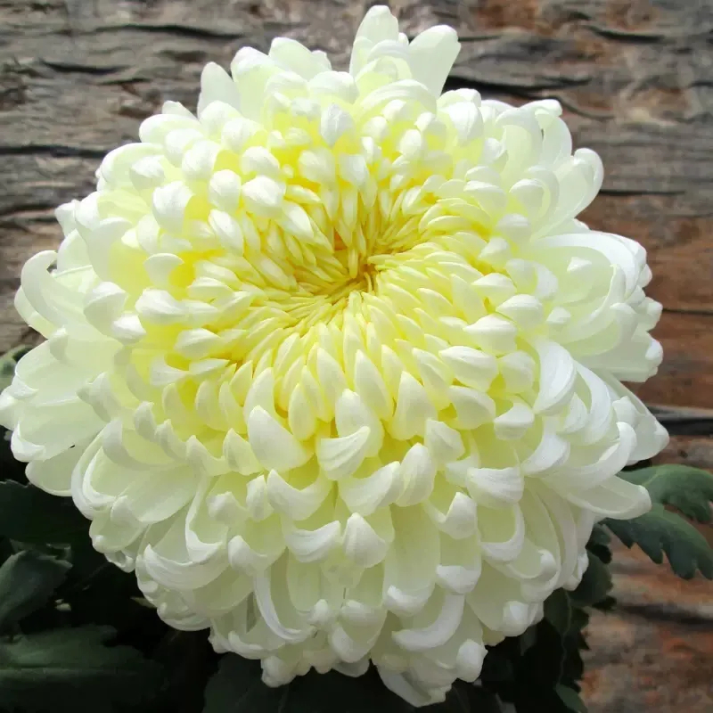✨ Ausgewählte Rare Chrysanthemen Seed Blind Box 🧃-- Voller Überraschungen und unerwarteter Ereignisse 💖