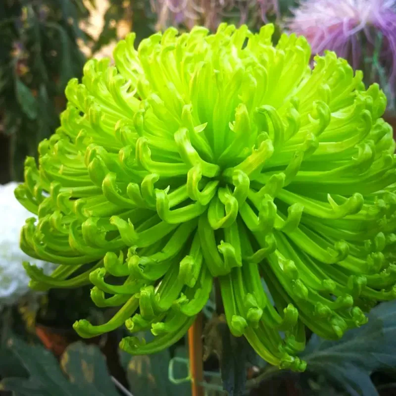 ✨ Ausgewählte Rare Chrysanthemen Seed Blind Box 🧃-- Voller Überraschungen und unerwarteter Ereignisse 💖