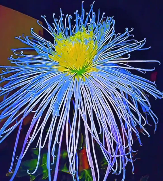 ✨ Ausgewählte Rare Chrysanthemen Seed Blind Box 🧃-- Voller Überraschungen und unerwarteter Ereignisse 💖