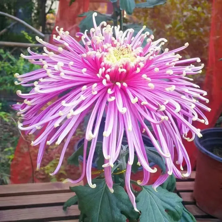 ✨ Ausgewählte Rare Chrysanthemen Seed Blind Box 🧃-- Voller Überraschungen und unerwarteter Ereignisse 💖