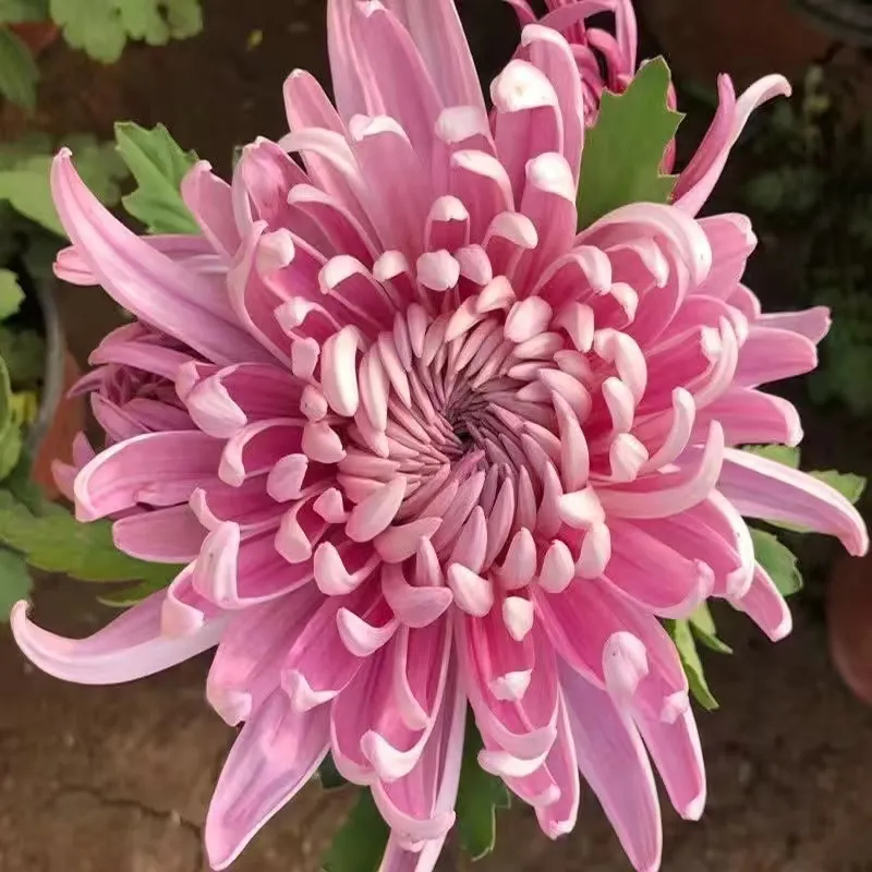 ✨ Ausgewählte Rare Chrysanthemen Seed Blind Box 🧃-- Voller Überraschungen und unerwarteter Ereignisse 💖