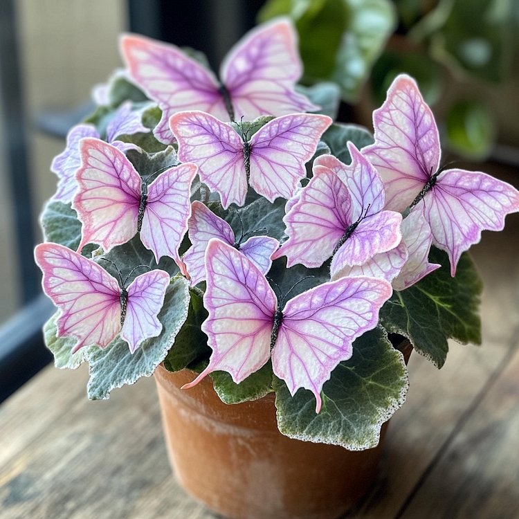 Begonie 'Meteor Butterfly'🦋