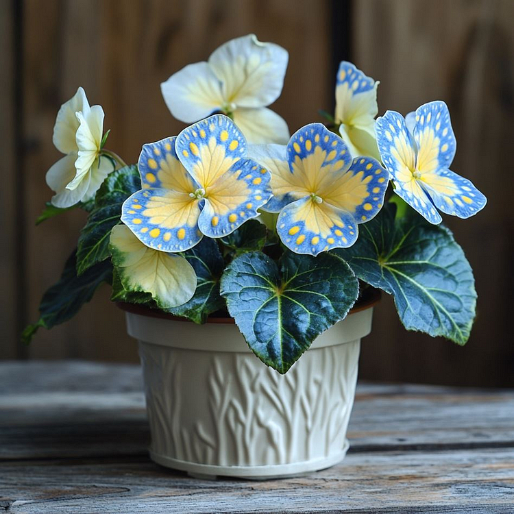Begonie 'Meteor Butterfly'🦋