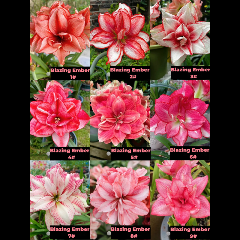 Amaryllis Bulbs