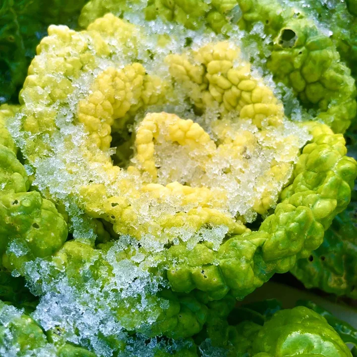 Brassica Narinosa Samen 🥬