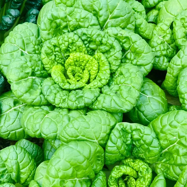 Brassica Narinosa Samen 🥬