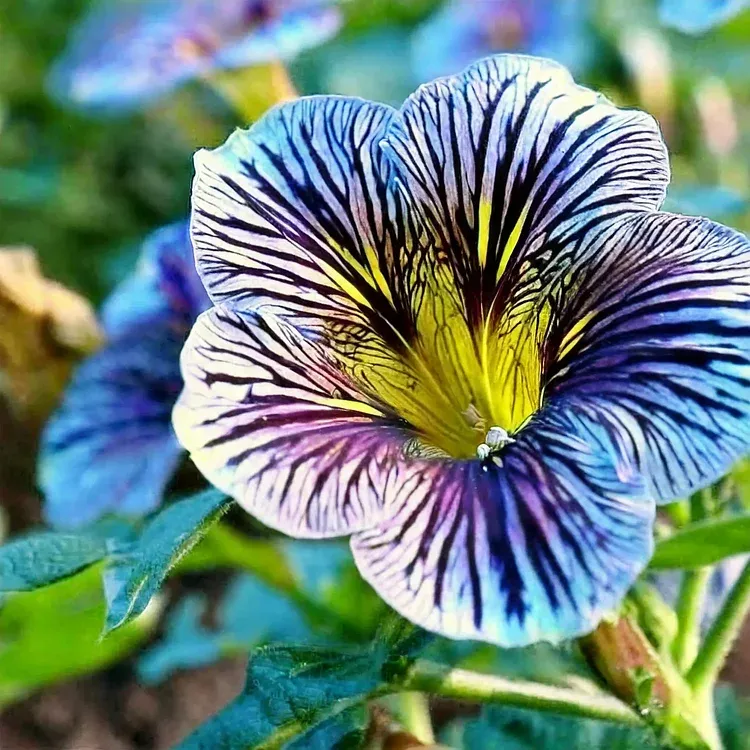 🦋Chilenische Prunkwindensamen-🌈Erstellen Sie Ihren eigenen farbenfrohen Garten
