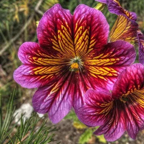 🦋Chilenische Prunkwindensamen-🌈Erstellen Sie Ihren eigenen farbenfrohen Garten