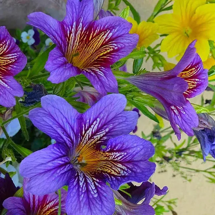 🦋Chilenische Prunkwindensamen-🌈Erstellen Sie Ihren eigenen farbenfrohen Garten