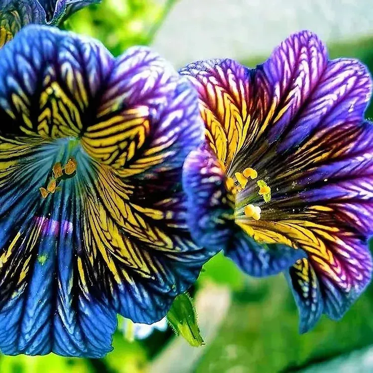 🦋Chilenische Prunkwindensamen-🌈Erstellen Sie Ihren eigenen farbenfrohen Garten