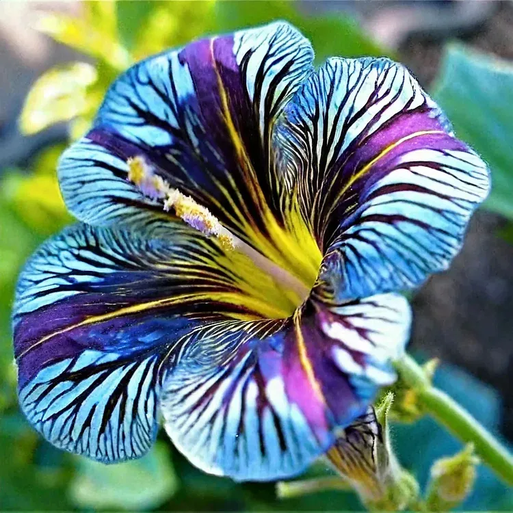 🦋Chilenische Prunkwindensamen-🌈Erstellen Sie Ihren eigenen farbenfrohen Garten