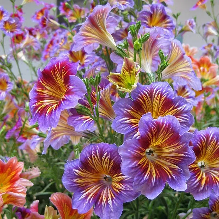 🦋Chilenische Prunkwindensamen-🌈Erstellen Sie Ihren eigenen farbenfrohen Garten