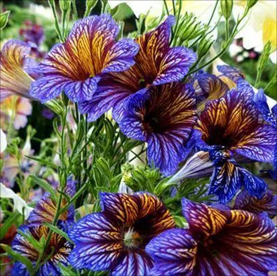 🦋Chilenische Prunkwindensamen-🌈Erstellen Sie Ihren eigenen farbenfrohen Garten