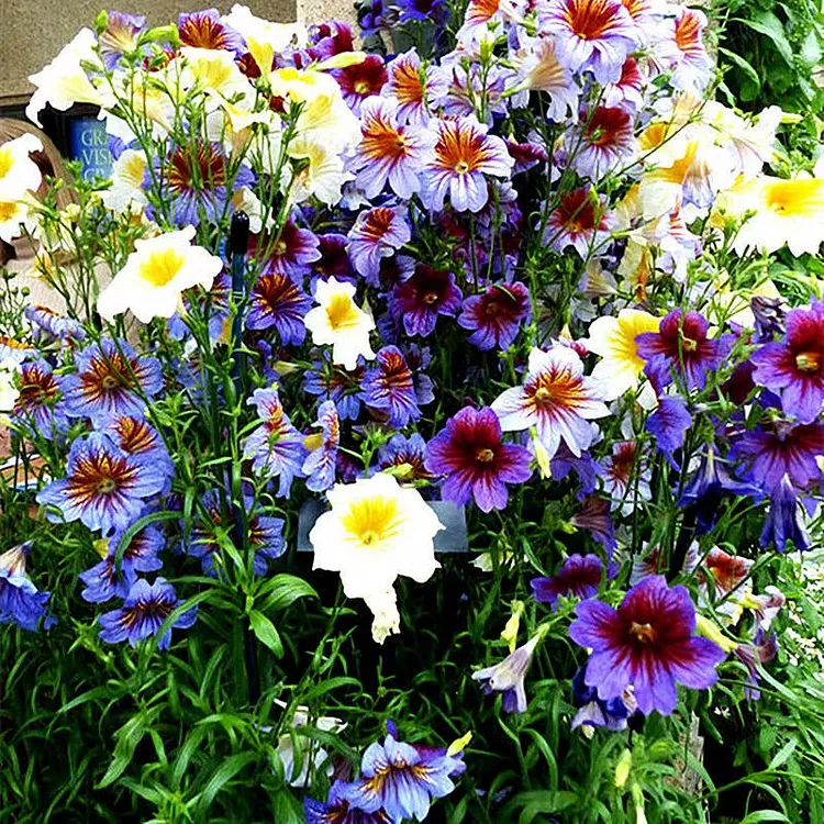 🦋Chilenische Prunkwindensamen-🌈Erstellen Sie Ihren eigenen farbenfrohen Garten