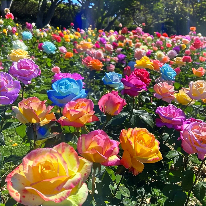 Bunte Rosen - Blumen des Glücks