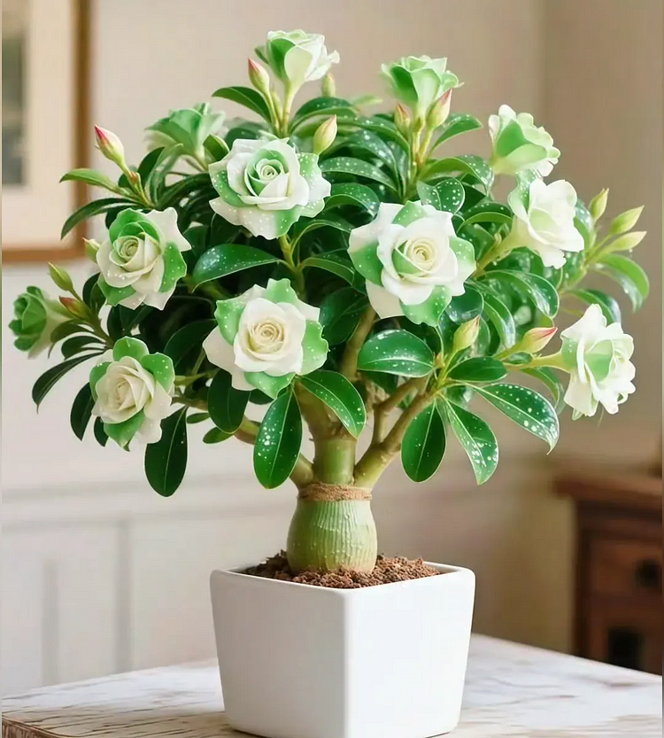 🌵 Wüstenrose – Exotische Blüten, mühelose Schönheit! 🌺✨