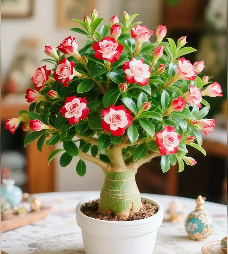 🌵 Wüstenrose – Exotische Blüten, mühelose Schönheit! 🌺✨