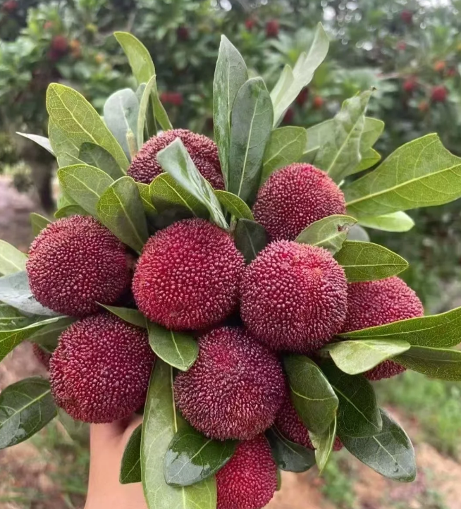 Giant Bayberry: Ping-Pong Ball Size, ⭐Strawberry-Cherry Fusion Flavor